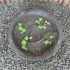  Product image 5 of the product “Waterbowl with 2 Fish, 40 cm Ø | cast stone, handcrafted & coloured 40 cm”